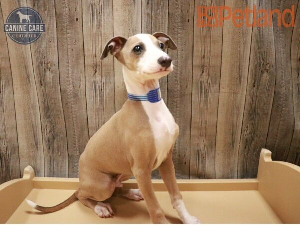 Italian Greyhound DOG Male Blue Fawn 27306 Petland Racine, Wisconsin