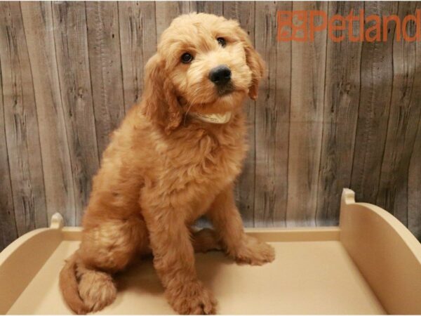 Goldendoodle-DOG-Female-Golden-27305-Petland Racine, Wisconsin