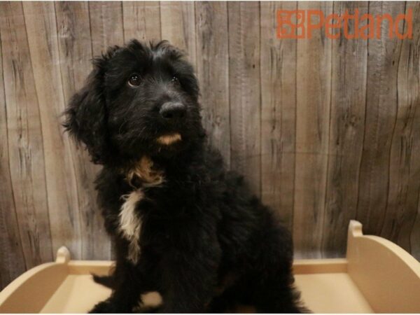 German Shepherd/ Poodle DOG Male Black / Tan 27304 Petland Racine, Wisconsin