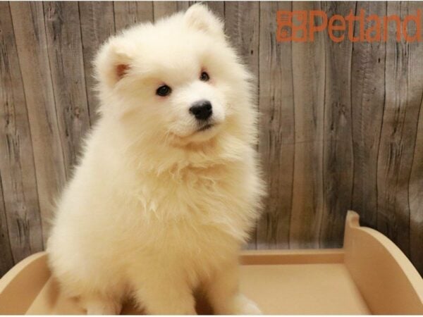 Samoyed DOG Female White 27302 Petland Racine, Wisconsin