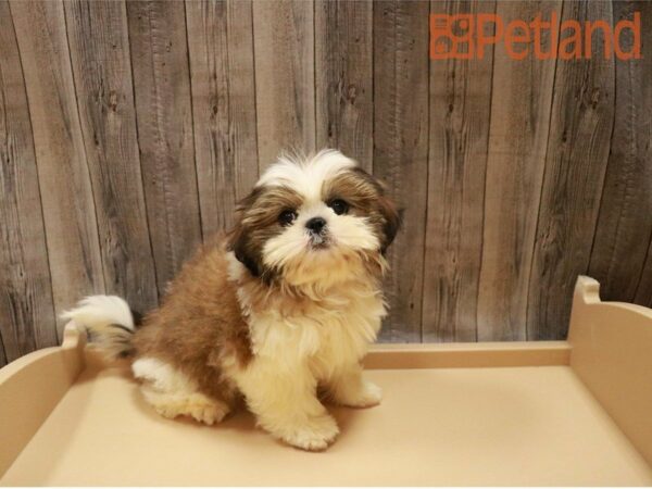 Shih Tzu DOG Female Sable / White 27301 Petland Racine, Wisconsin