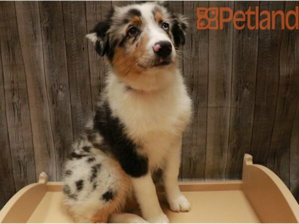 Miniature American Shepherd DOG Male Blue Merle 27300 Petland Racine, Wisconsin