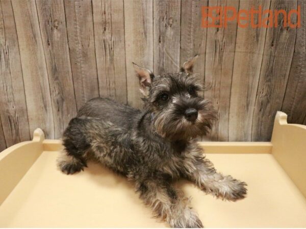 Miniature Schnauzer DOG Male Salt / Pepper 27299 Petland Racine, Wisconsin