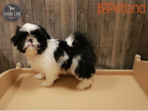 Shih Tzu DOG Male Black / White 27298 Petland Racine, Wisconsin