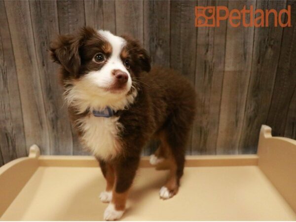 Miniature Australian Shepherd DOG Male Red / White 27296 Petland Racine, Wisconsin