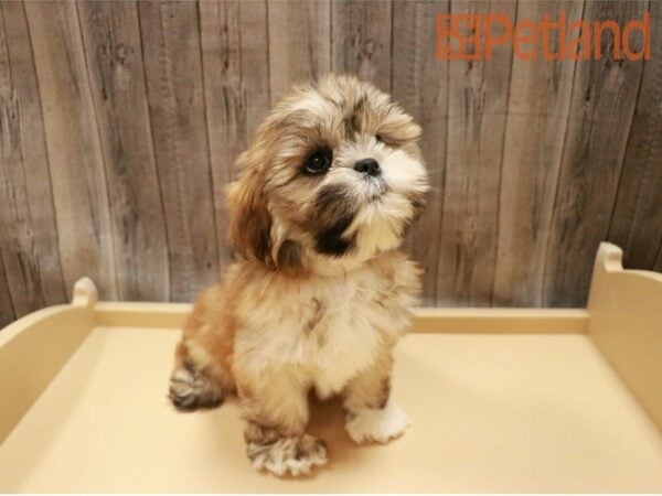 Lhasa Apso DOG Female Sable / White 27297 Petland Racine, Wisconsin