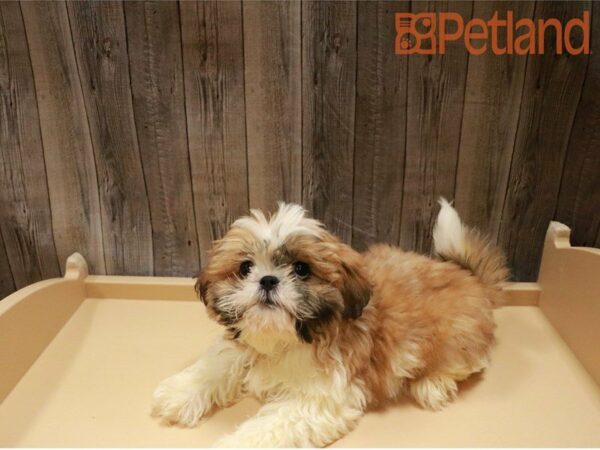 Shih Tzu DOG Female Sable / White 27295 Petland Racine, Wisconsin