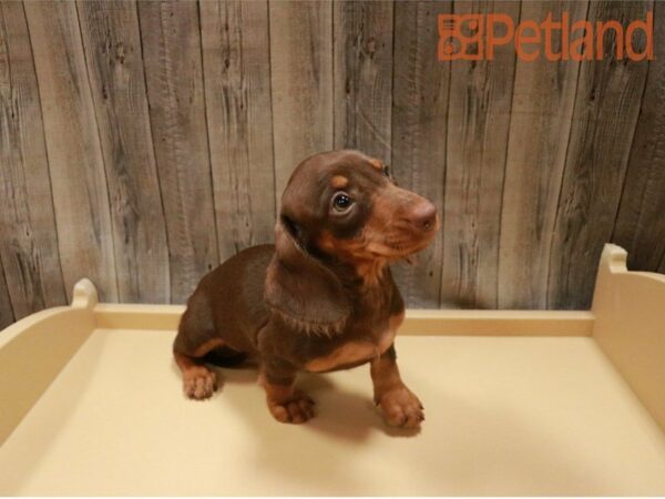 Dachshund DOG Female Chocolate 27293 Petland Racine, Wisconsin