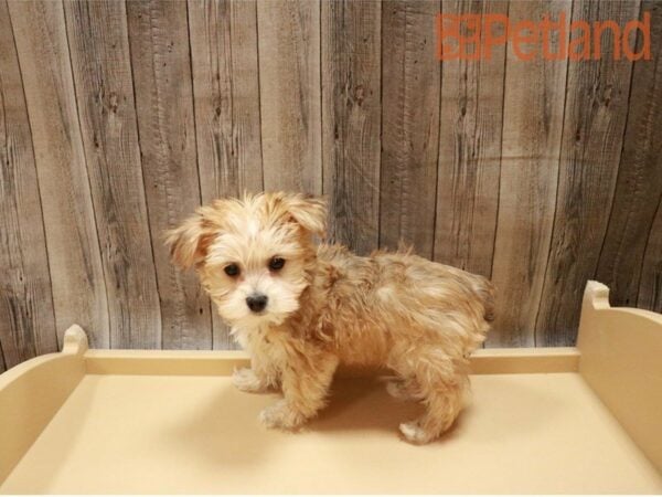 Morkie DOG Male Chestnut 27292 Petland Racine, Wisconsin