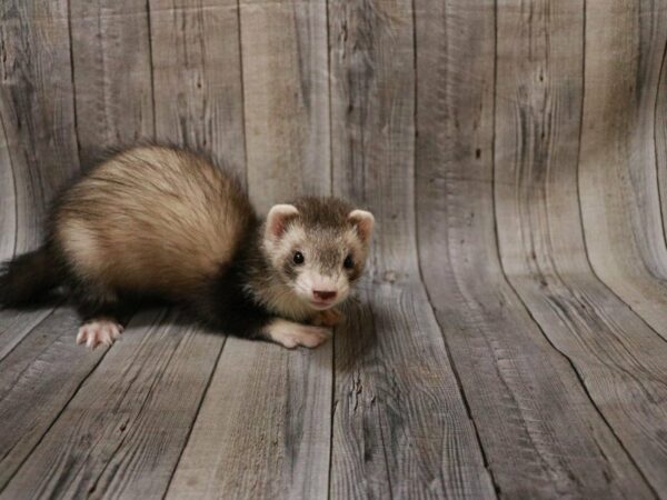 Ferret-FERRET---27289-Petland Racine, Wisconsin