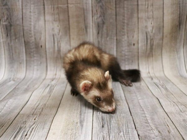 Ferret-FERRET---27288-Petland Racine, Wisconsin