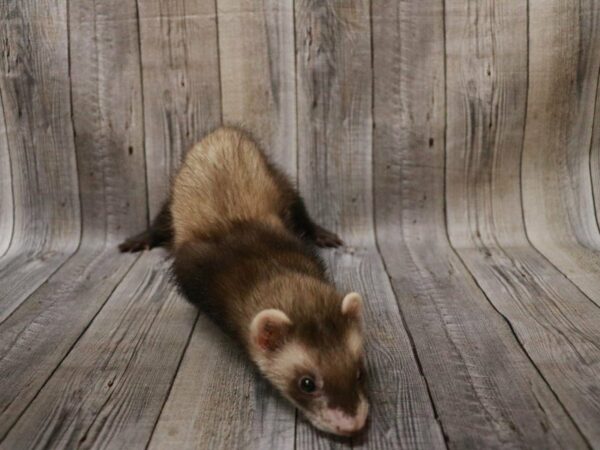 Ferret-FERRET---27287-Petland Racine, Wisconsin