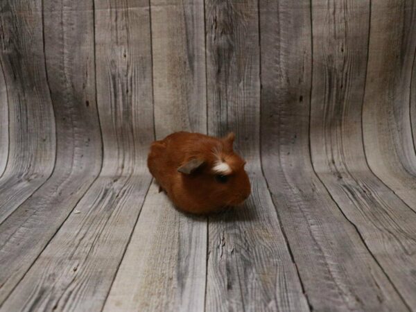 Crested GUINEA PIG Female 27285 Petland Racine, Wisconsin