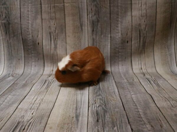 Crested GUINEA PIG Female 27284 Petland Racine, Wisconsin