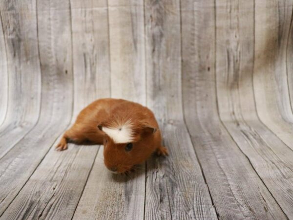 Crested GUINEA PIG Male 27283 Petland Racine, Wisconsin