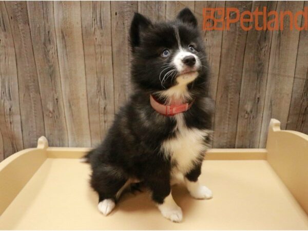 Pomsky DOG Male black and white 27323 Petland Racine, Wisconsin