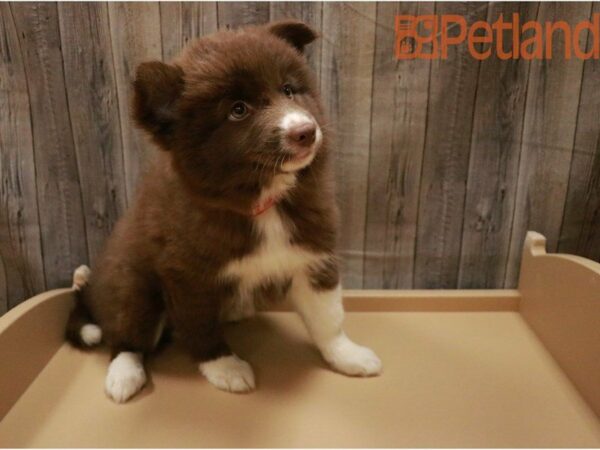 Pomsky DOG Female red and white 27322 Petland Racine, Wisconsin