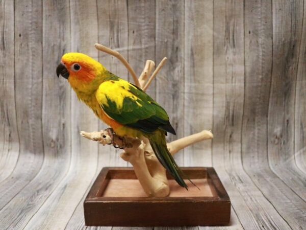 Sun Conure-BIRD---27321-Petland Racine, Wisconsin