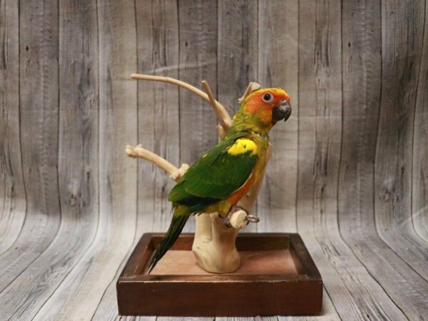 Sun Conure-BIRD---27320-Petland Racine, Wisconsin