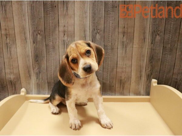 Beagle DOG Female TRI 27343 Petland Racine, Wisconsin