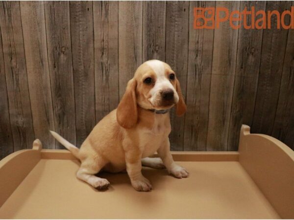 Beagle DOG Male LEMON/WH 27342 Petland Racine, Wisconsin