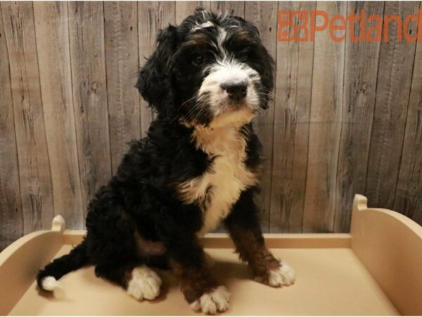 Poodle/Bernese Mountain Dog DOG Male Tri-Colored 27341 Petland Racine, Wisconsin