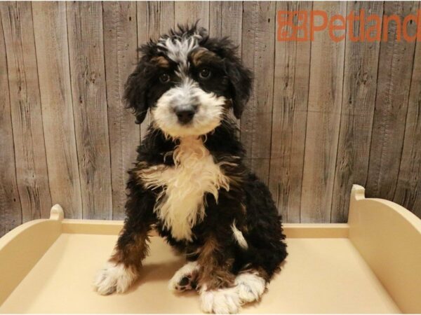 Bernadoodle DOG Male Tri-Colored 27340 Petland Racine, Wisconsin