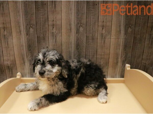 Poodle/Golden Retriever-DOG-Female-Blue Merle-27339-Petland Racine, Wisconsin