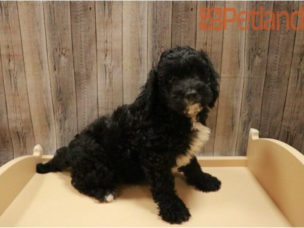 Poodle/Golden Retriever DOG Male Black 27338 Petland Racine, Wisconsin