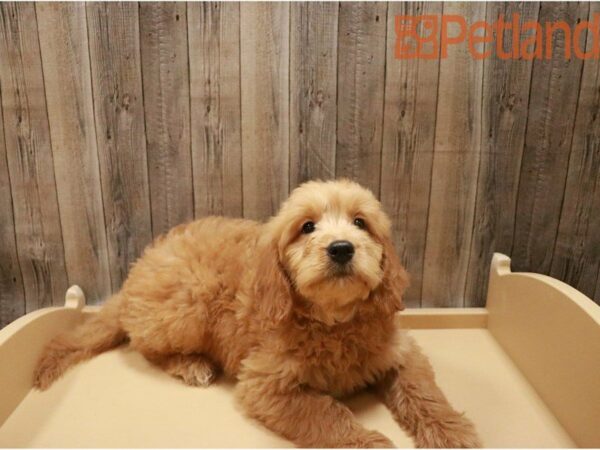 Goldendoodle DOG Male Red 27337 Petland Racine, Wisconsin