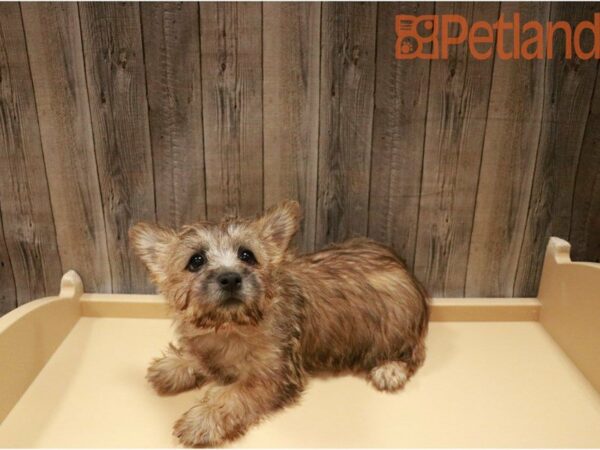 Cairn Terrier DOG Female Wheaten 27336 Petland Racine, Wisconsin