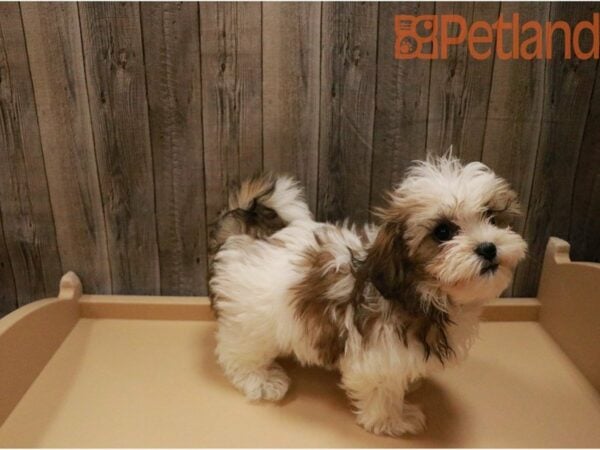 Maltese/Shih Tzu DOG Female Brown / White 27335 Petland Racine, Wisconsin