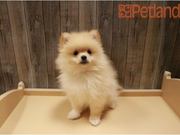 Pomeranian DOG Male Cream 27334 Petland Racine, Wisconsin