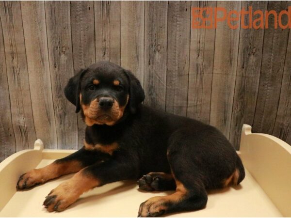 Rottweiler DOG Male Black / Tan 27331 Petland Racine, Wisconsin