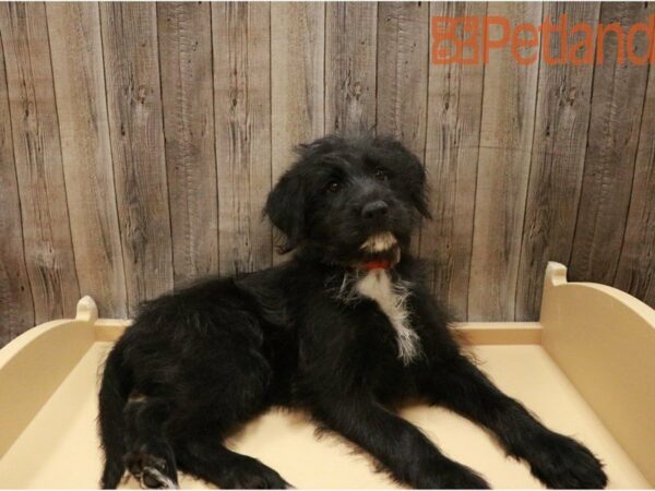 German Shepherd/Poodle DOG Female Black 27330 Petland Racine, Wisconsin