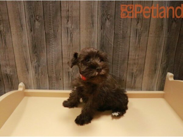 Miniature Schnauzer DOG Female Chocolate 27329 Petland Racine, Wisconsin