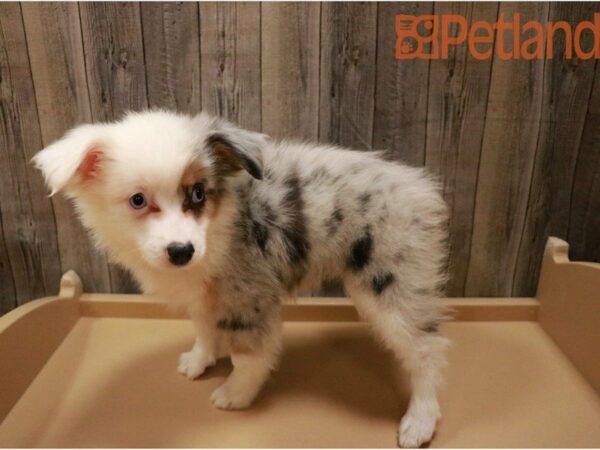 Australian Shepherd DOG Female Blue Merle 27327 Petland Racine, Wisconsin