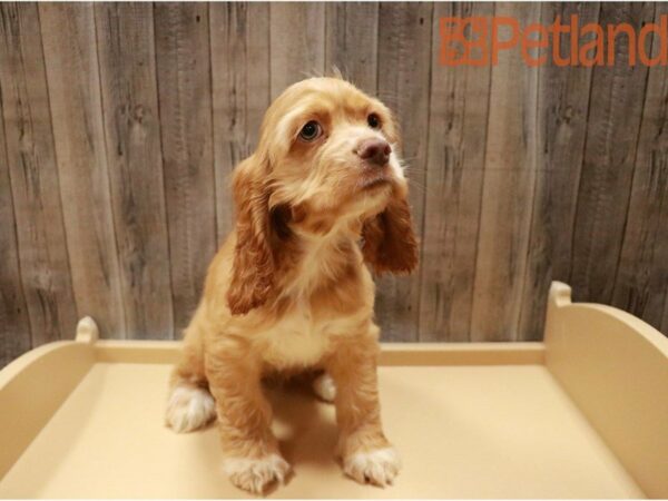 Cocker Spaniel DOG Female Red 27326 Petland Racine, Wisconsin