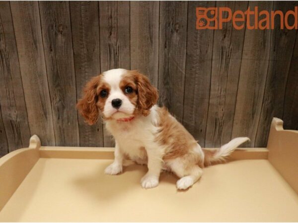 Cavalier King Charles Spaniel DOG Female Blenheim / White 27325 Petland Racine, Wisconsin