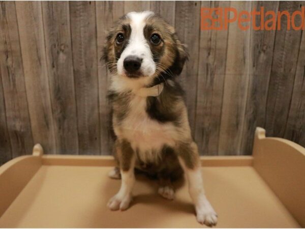 Miniature Australian Shepherd DOG Male Sable / White 27324 Petland Racine, Wisconsin