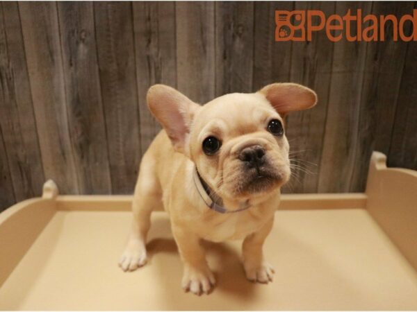 French Bulldog DOG Female CRM 27344 Petland Racine, Wisconsin