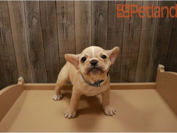 French Bulldog DOG Female CRM 27345 Petland Racine, Wisconsin