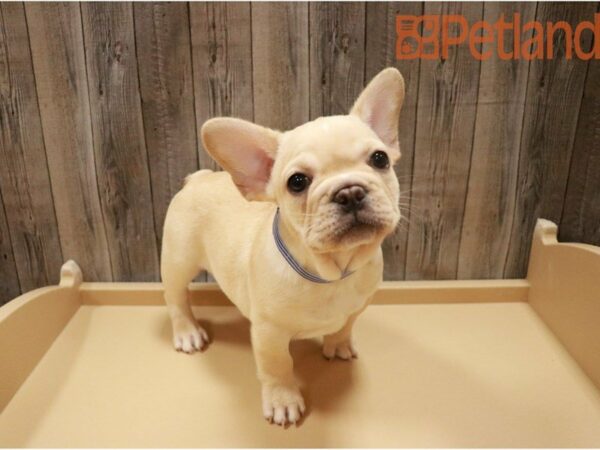 French Bulldog DOG Male CRM 27346 Petland Racine, Wisconsin