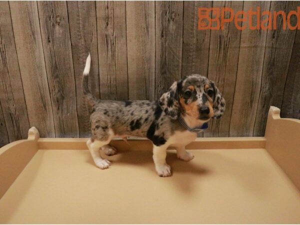 Dachshund DOG Male DAPPLE 27347 Petland Racine, Wisconsin