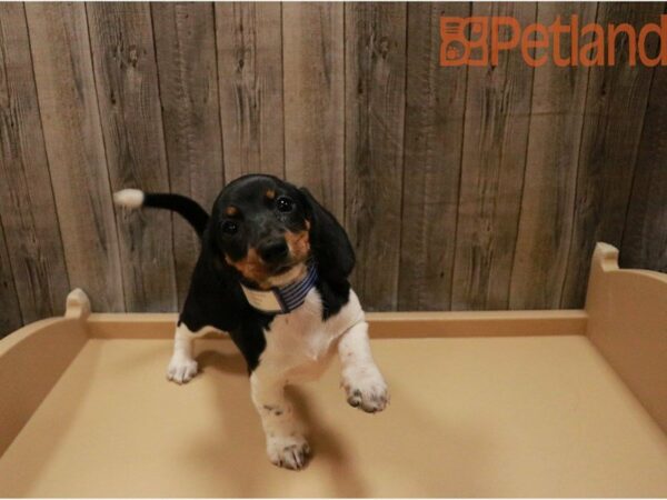 Dachshund DOG Female BLK/TAN 27349 Petland Racine, Wisconsin