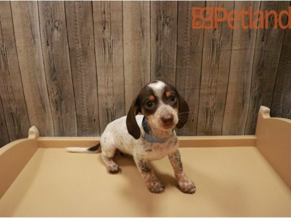 Dachshund DOG Female RED PIEBALD 27350 Petland Racine, Wisconsin