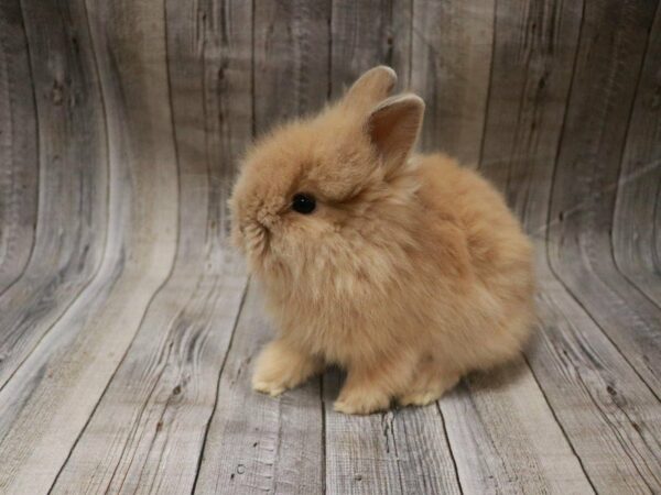 Lionhead RABBIT 27367 Petland Racine, Wisconsin