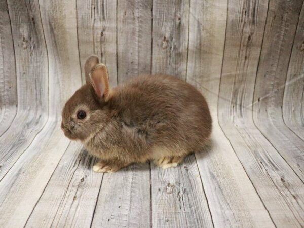 Netherland Dwarf-RABBIT---27366-Petland Racine, Wisconsin