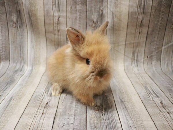 Lionhead RABBIT 27368 Petland Racine, Wisconsin