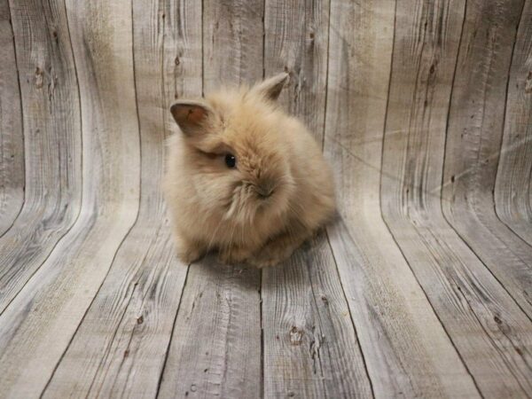 Lionhead-RABBIT---27369-Petland Racine, Wisconsin